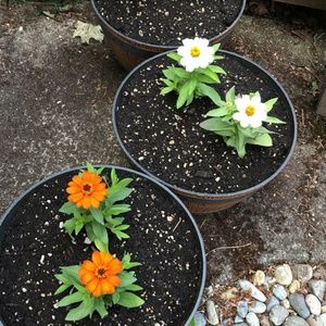 Meet your Posher, Brigette